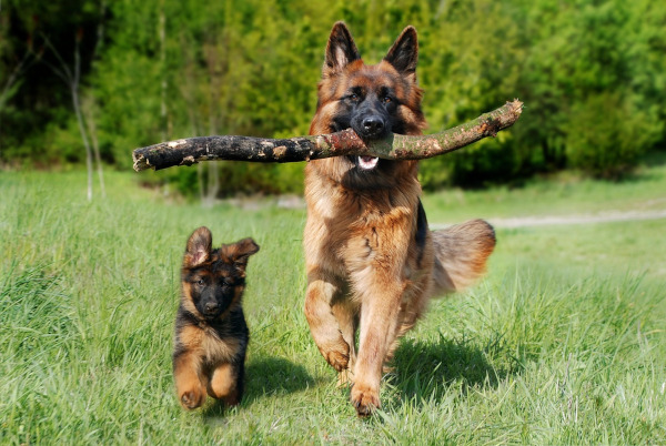 Dogs in the Cotswolds