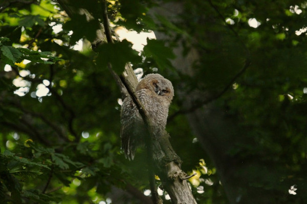 Owl wildlife in the Cotswolds