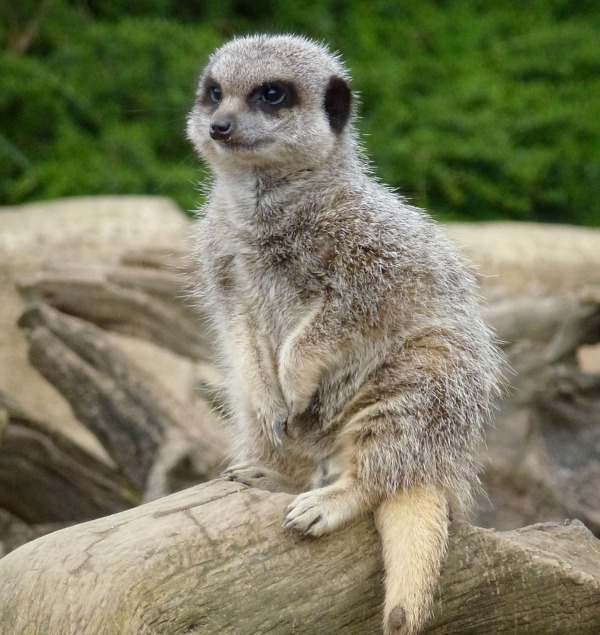 Cotswolds wildlife park - meerkat